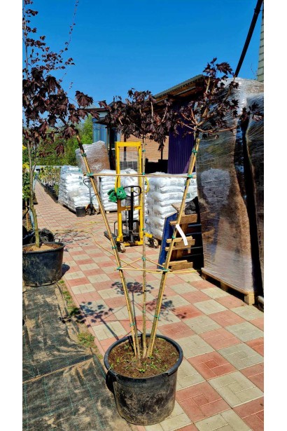 Клен гостролистий Крімсон Сентрі - конт./вис.180-220см/Ø40-60см/ШТАМБ 120-160см/обхват 6-8см  3 КУЛІ 